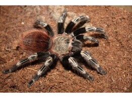 Nhandu chromatus Brazilian Red   White Tarantula Nakweek / E