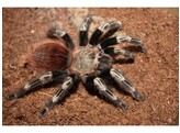 Nhandu chromatus Brazilian Tarantula Nakweek / Elevage  L