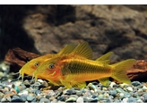 CORYDORAS AENEUS  GOLD STRIPE  XL