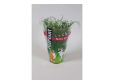 Kattengras - Herbe a chat - Cyperus tray per 8