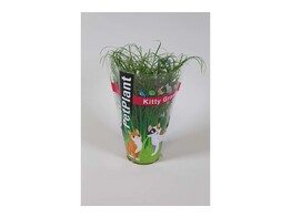 Kattengras - Herbe a chat - Cyperus