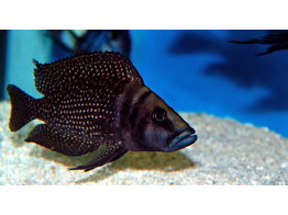 ALTOLAMPROLOGUS CALVUS BLACK PECTORALE 3-3 5