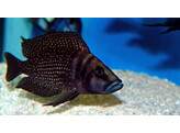 ALTOLAMPROLOGUS CALVUS BLACK PECTORALE 3-3 5