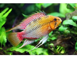 APISTOGRAMMA HONGSLOI II RED 3