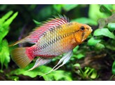 APISTOGRAMMA HONGSLOI II RED 3