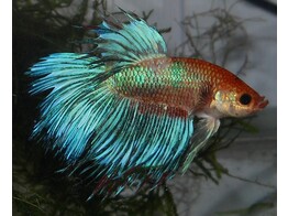 BETTA SPLENDENS DRAGOON MALE XL