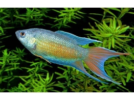 MACROPODUS OPERCULARIS BLUE 4-5