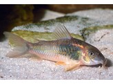 CORYDORAS SCHULTZEI 3