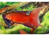 MACROPODUS OPERCULARIS SUPER RED 4-5