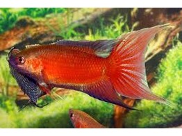 MACROPODUS OPERCULARIS SUPER RED 4-5