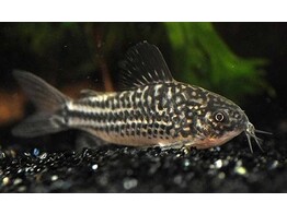 CORYDORAS ELEGANS 2 5-3