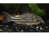 CORYDORAS ELEGANS 2 5-3