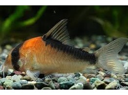 CORYDORAS DUPLICAREUS 2 2-2 4