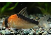 CORYDORAS DUPLICAREUS 2 2-2 4