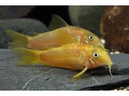 CORYDORAS PALEATUS GOLD 3-3 5