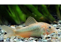 CORYDORAS AENEUS 3 5-4