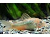 CORYDORAS AENEUS 3 5-4