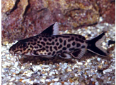 SYNODONTIS SP. MULTIPUNCTATUS BLACK 7-9