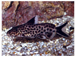 SYNODONTIS SP. MULTIPUNCTATUS BLACK 7-9