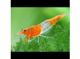 CARIDINA RILI ORANGE 1-1 2