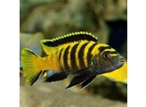 PSEUDOTROPHEUS FLAVUS 4