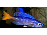 ENANTIOPUS/XENOTILAPIA MELANOGENYS UTINTA 4-5