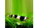 CARIDINA CRYSTAL BLACK breeding form 1 5