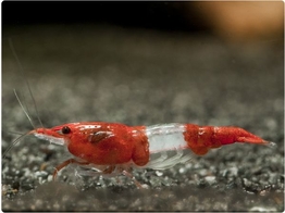 CARIDINA RILI/TWO COLORED SAKURA breeding 1 5-2