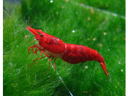 NEOCARIDINA SAKURA SUPER RED 1 5-2