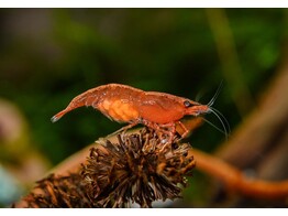 CARIDINA SHINING ORANGE 1-1 3 breeding form