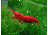 NEOCARIDINA SAKURA SUPER RED 1-1 4