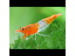 CARIDINA RILI ORANGE 1 3-2