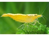 CARIDINA YELLOW BANANA 1 5-2