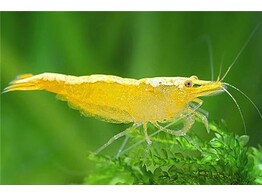 NEOCARIDINA YELLOW BANANA 1 5-2