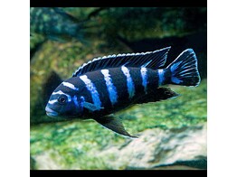 PSEUDOTROPHEUS DEMASONI 3