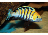 CYNOTILAPIA AFRA COBUE 4