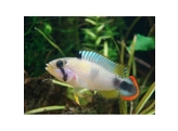 APISTOGRAMMA PANDURINI 3-4