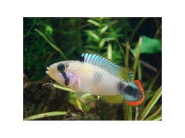 APISTOGRAMMA PANDURINI 3-4