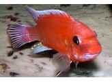 LABEOTROPHEUS TREWAVASAE RED 4 - 5