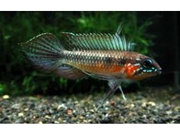 APISTOGRAMMA ELIZABETAE 3 - 4