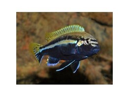 MELANOCHROMIS JOHANNII RED TOP 4 - 5