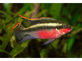 PELVICACHROMIS PULCHER SUPER RED 4-5