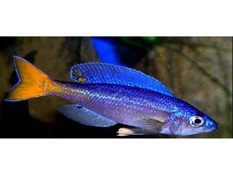 CYPRICHROMIS LEPTOSOMA UTINTA fluorescent 4-5