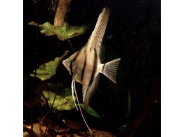 PTEROPHYLLUM PERU ALTUM 3-4