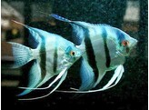 PTEROPHYLLUM SCALARE AMAZON BLUE 3-3 5