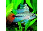 APISTOGRAMMA RIO MAMORE SUPER RED 3 - 3 5