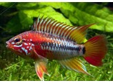 APISTOGRAMMA VIEJITA SUPER RED L