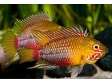 APISTOGRAMMA HONGSLOI RED-GOLD 3-3 5