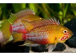 APISTOGRAMMA HONGSLOI RED-GOLD 3-3 5