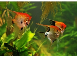 PTEROPHYLLUM SCALARE KOI RED 1 5-2